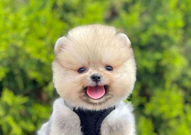 Safkan Pomeranian Boo Bebekler